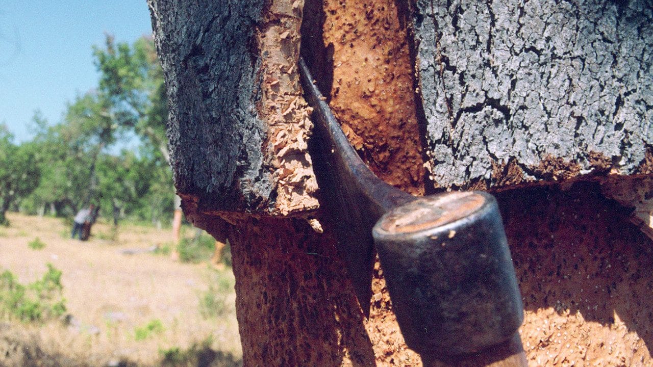 Cork oak forest ecosystem - sustainable and renewable