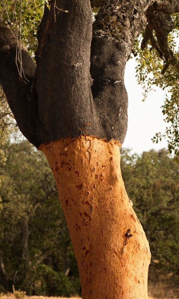 Cork oak forest - renewable and sustainable flooring source